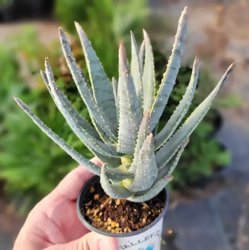 Aloe dichotoma – Quiver tree