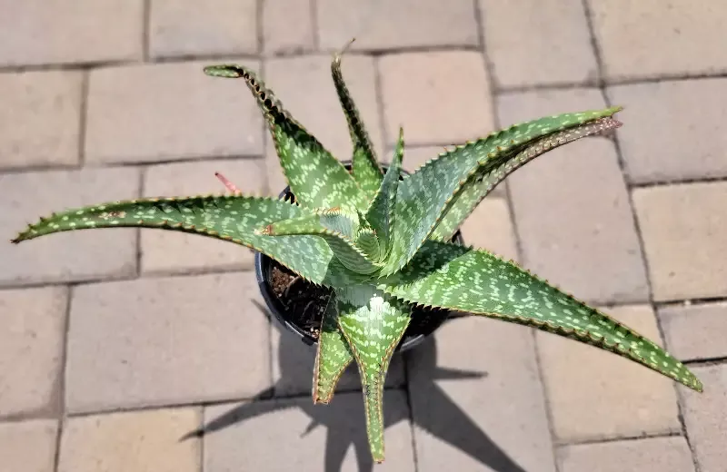 Aloe maculata (Syn. A. saponaria) – Tiger aloe