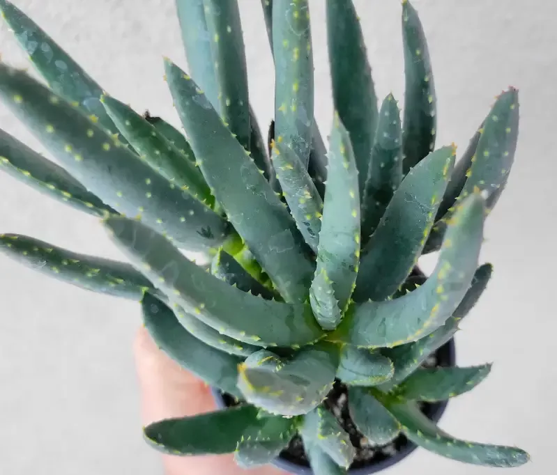Aloe ramosissima – Maiden’s quiver tree