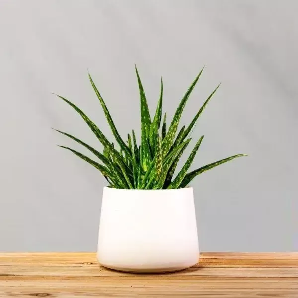Aloe Vera Plants