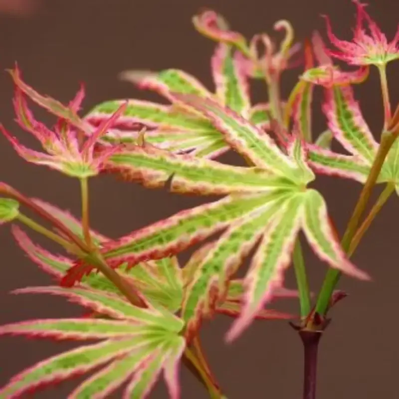 Alpenweiss Japanese Maple Tree