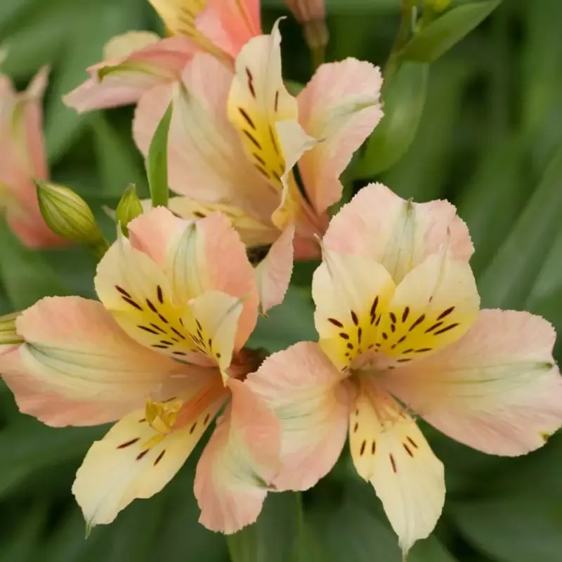 Alstroemeria Inca Ice Peruvian Lily