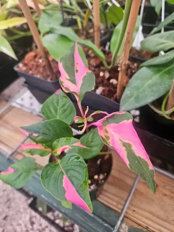 Alternanthera Ficoidea ‘Partytime’
