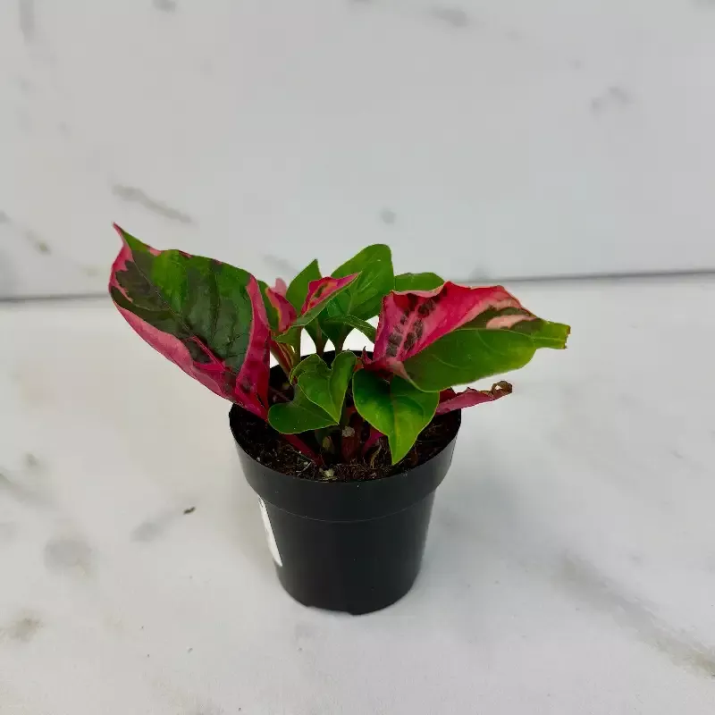 Alternanthera Party Time, 2″ Plant