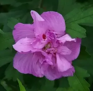 Althea Ardens, Gorgeous Double Purple Blooms Tree