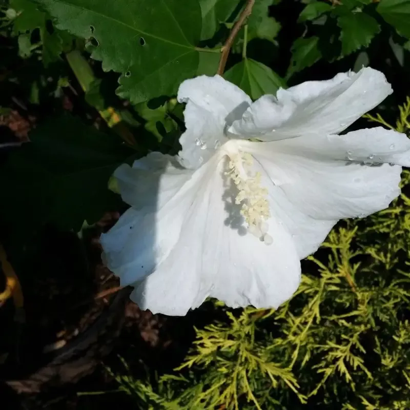 Althea Single White Blooms Tree