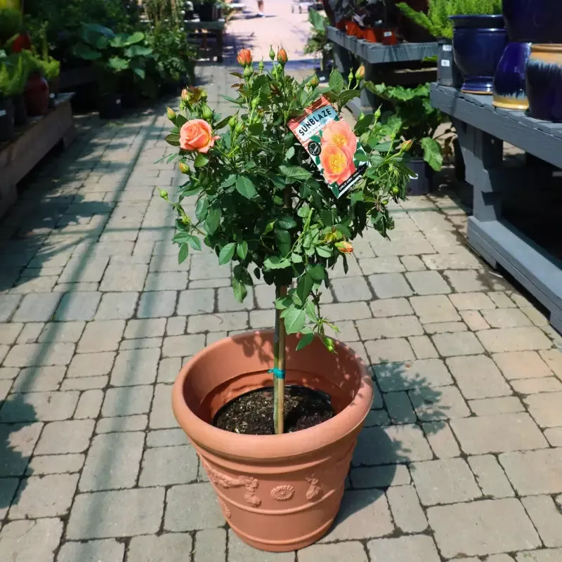 Amber Sunblaze™ Miniature Rose – Tree Form