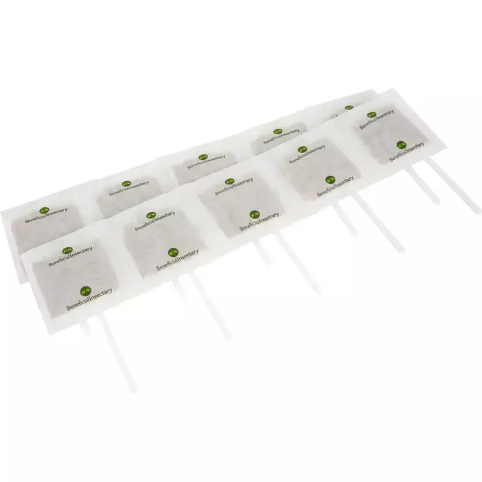 AMBLYforce C – 250,000 Mites – with Stick and Bran (NC1K)