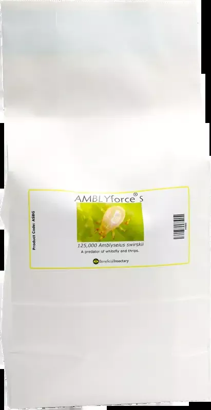 AMBLYforce S with Bran