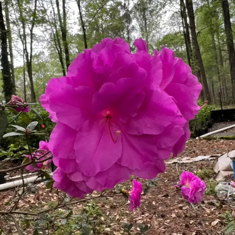 Amelia Rose Hybrid Azalea