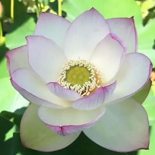 American 3-Color – Lotus