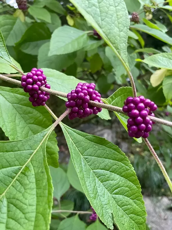 American Beautyberry, Callicarpa americana