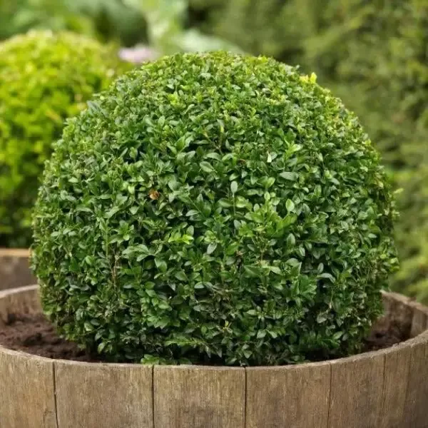 American Boxwood