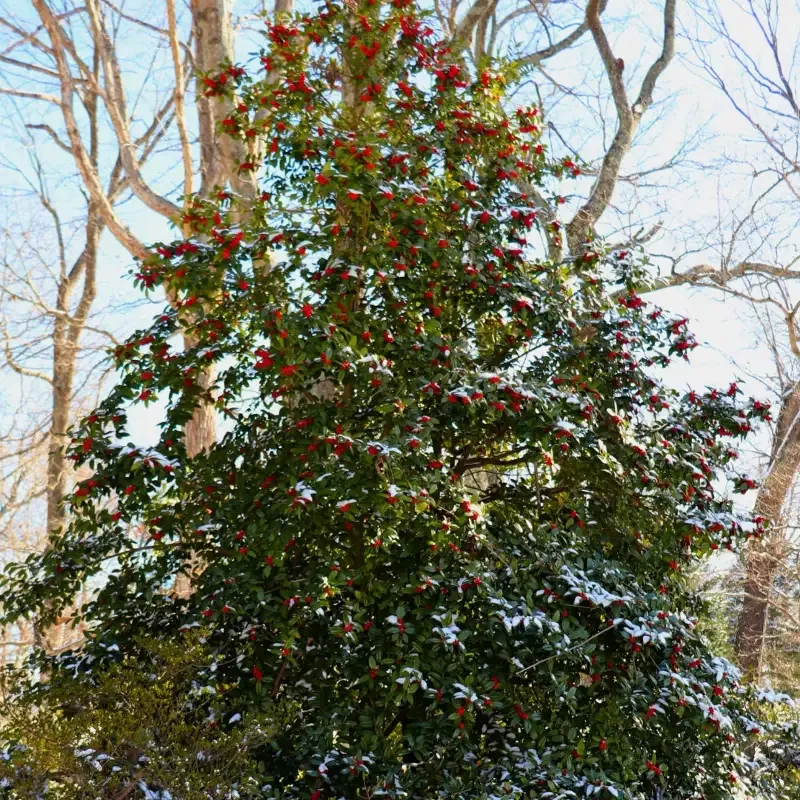 American Holly