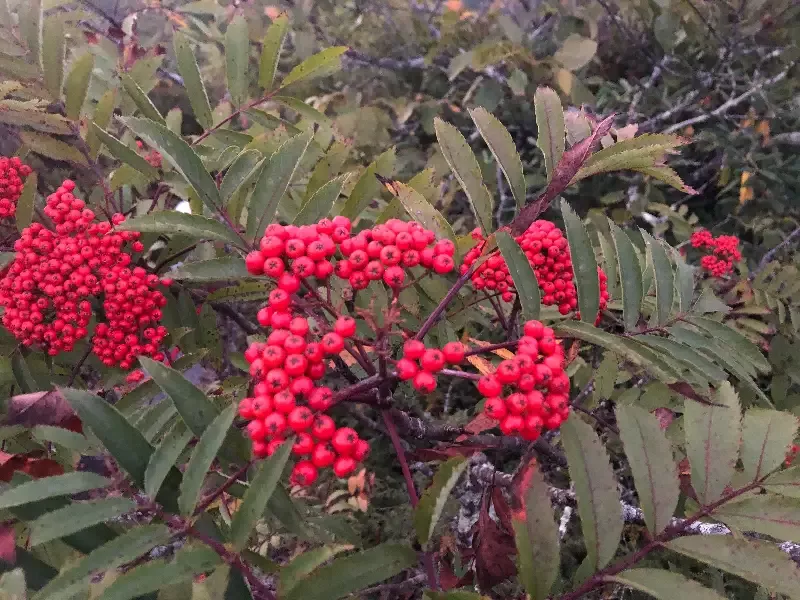 American Mountain Ash, Sorbus americana