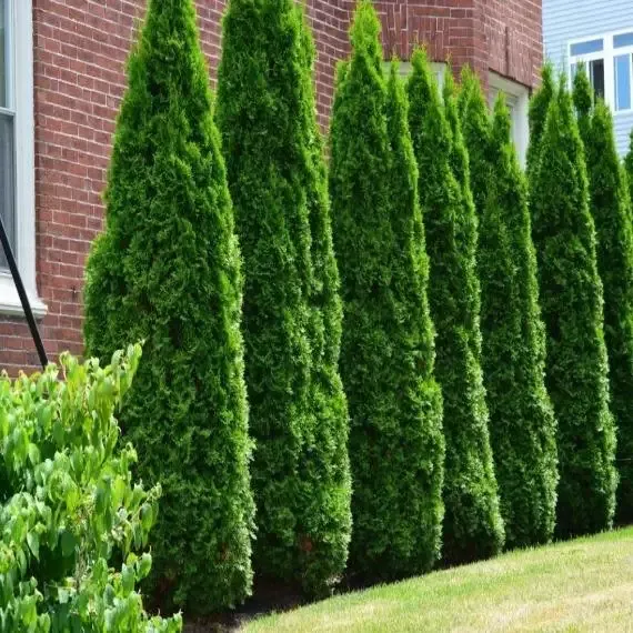 American Pillar Arborvitae – Full Speed A Hedge™