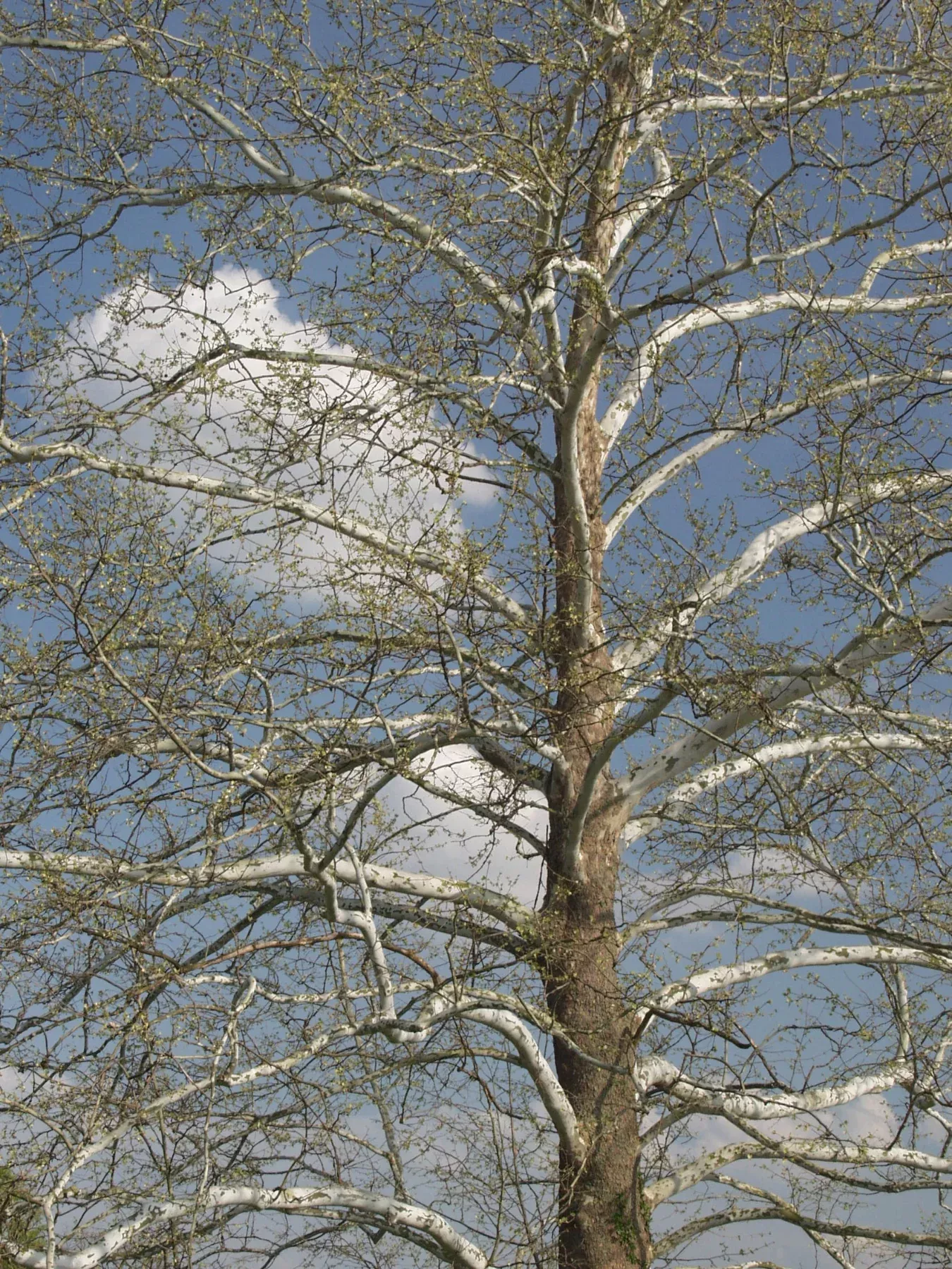 American Sycamore