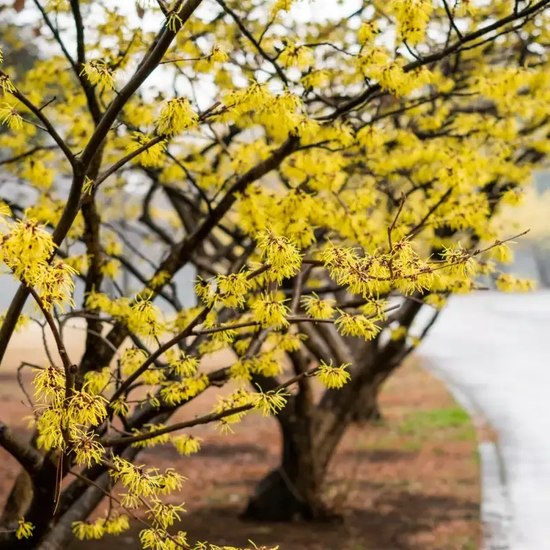 American Witch Hazel