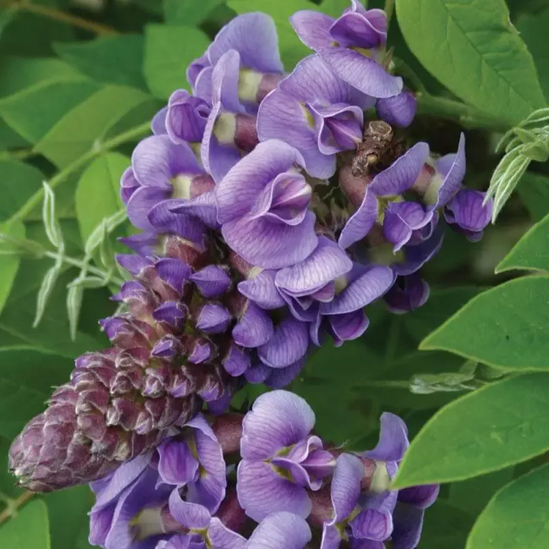‘Amethyst Falls’ Wisteria