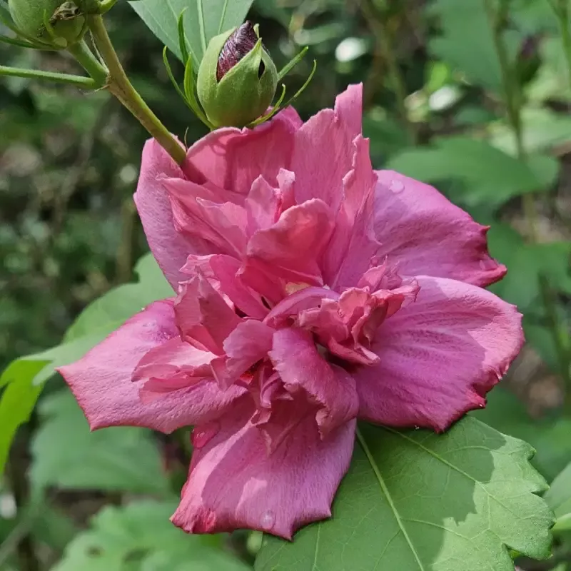 Amplissimus Althea Tree Form