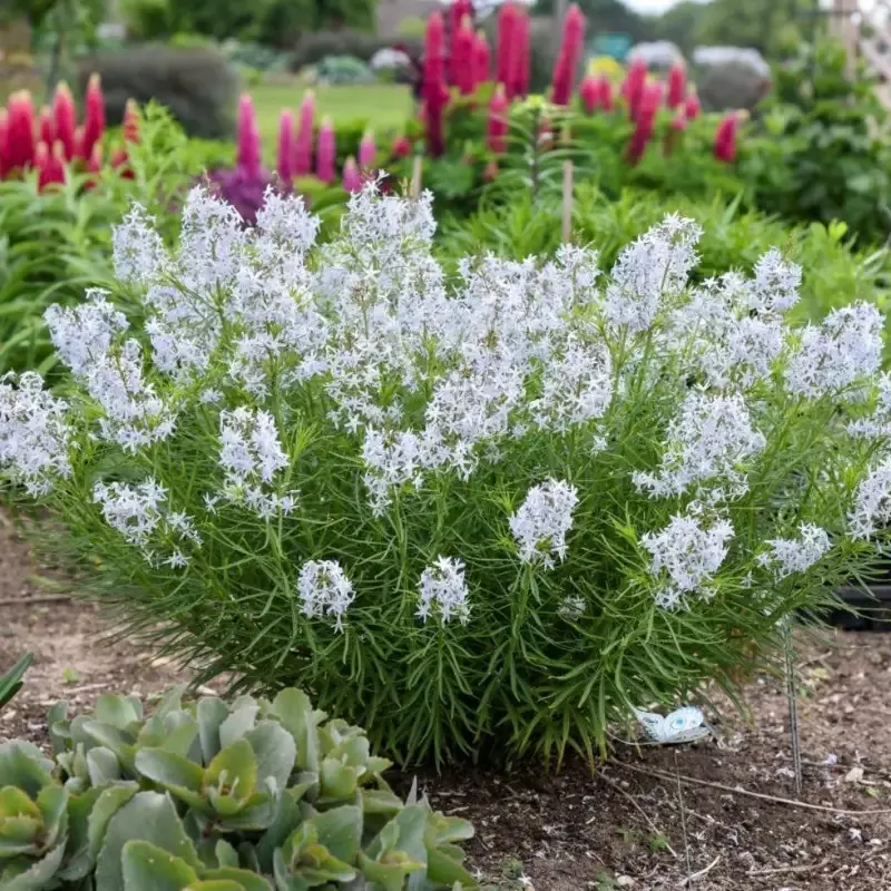 Amsonia ‘String Theory’