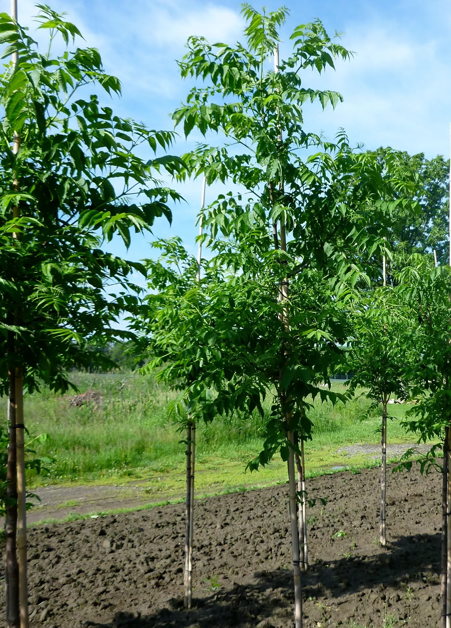 Amur Corktree