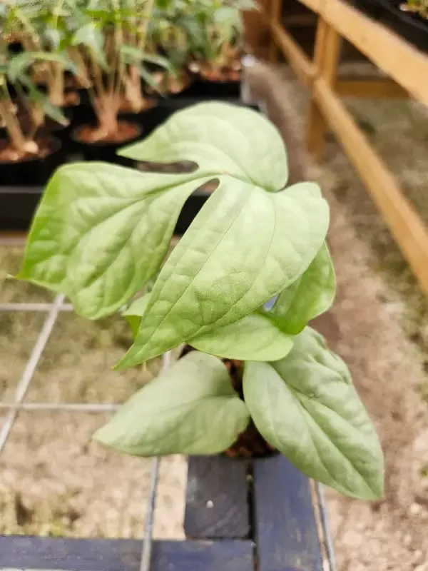 Amydrium Medium Silver (Spiderman Monstera)