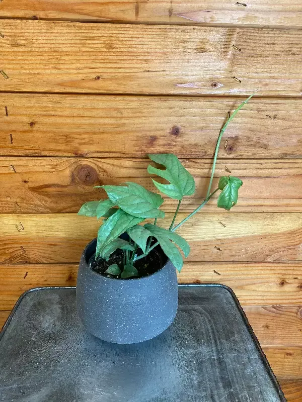 Amydrium Silver, 4″ Plant
