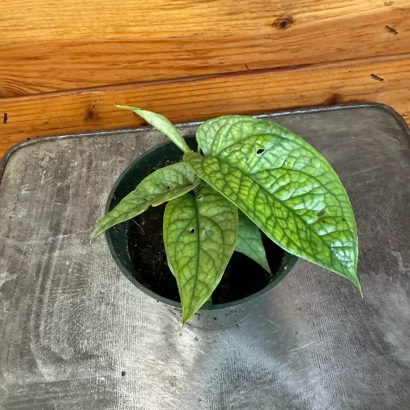 Amydrium Spiderman, 4″ Plant