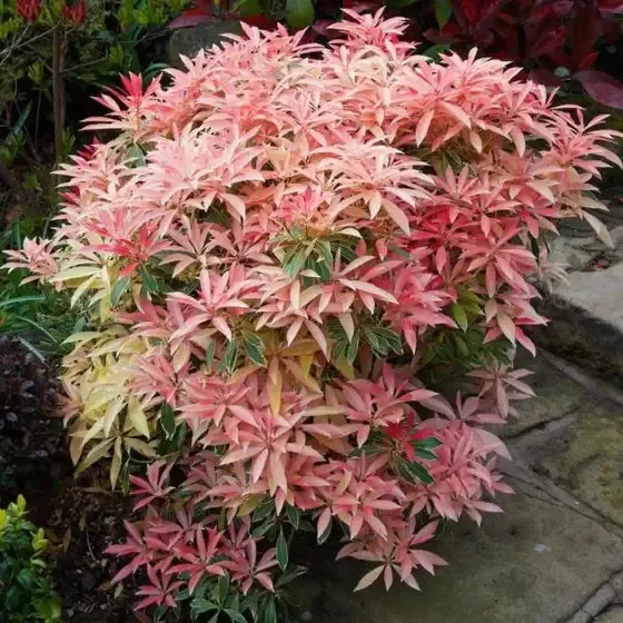Andromeda – Flaming Silver