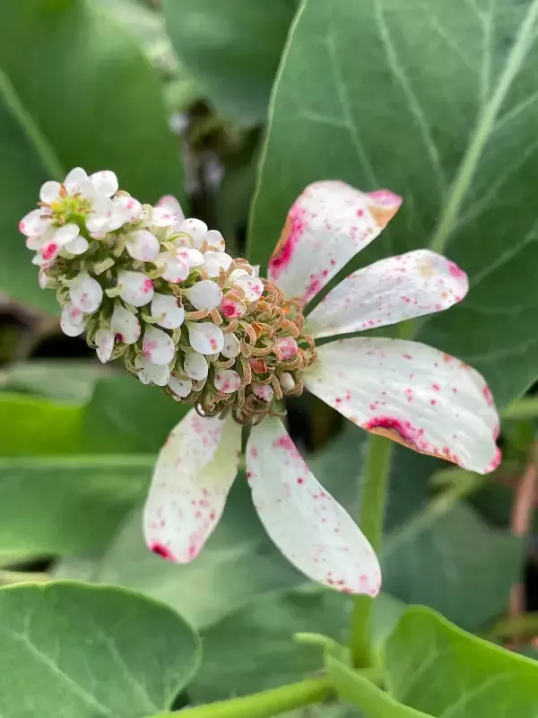 Anemopsis californica “Yerba Mansa” (Pine Cone Flower)