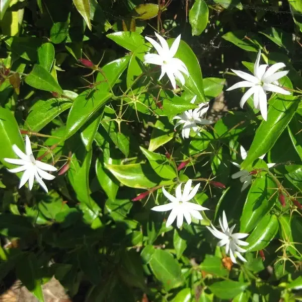 Angel Wing Jasmine nitidum