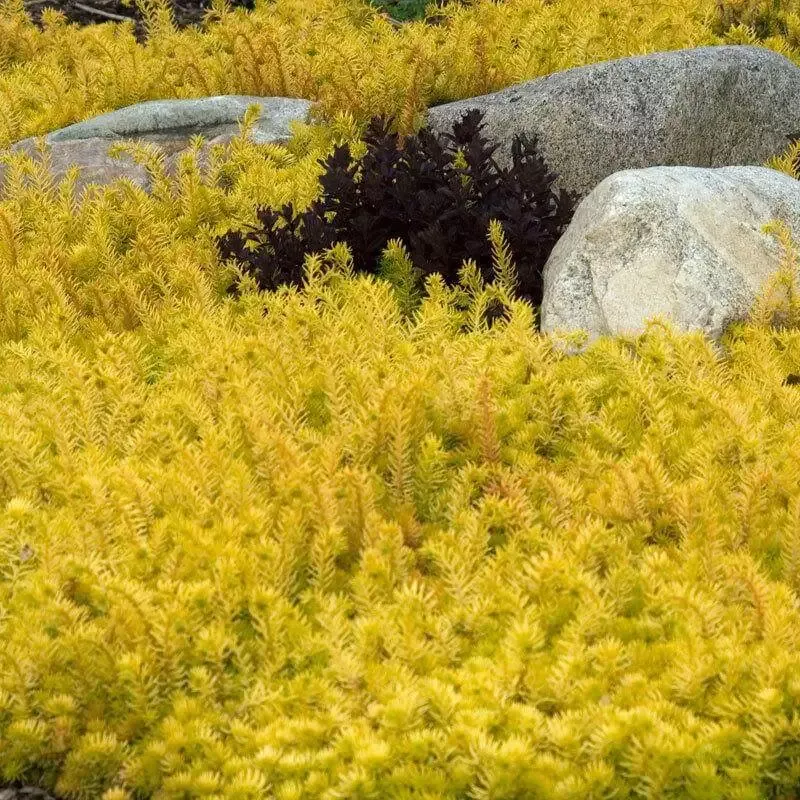 ‘Angelina’ Stonecrop (Sedum)