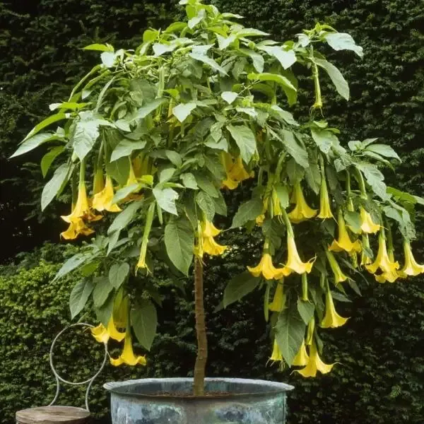 Angels Trumpet Plants