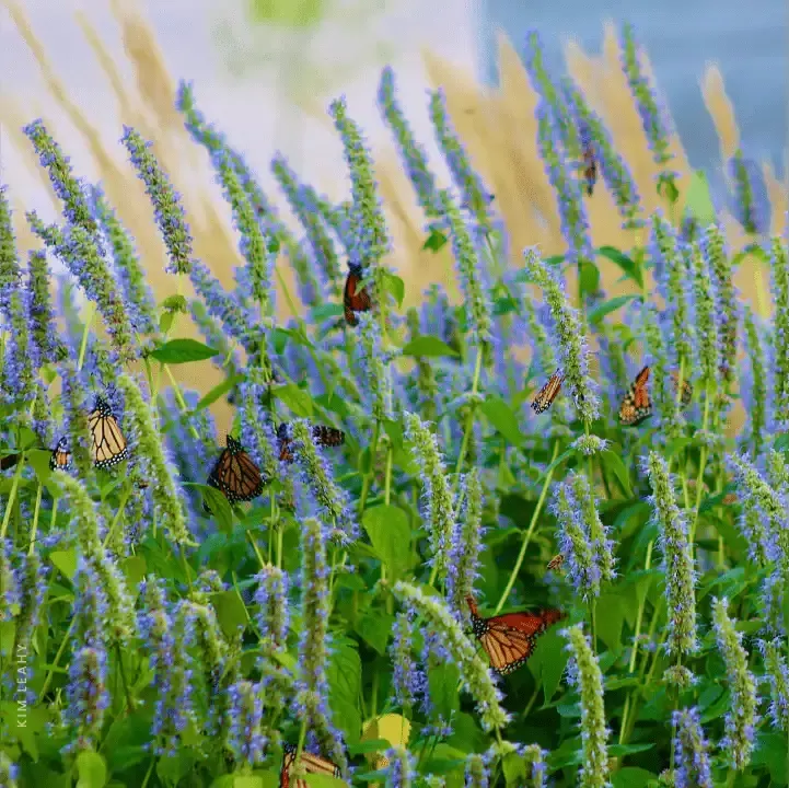 Anise Hyssop Plant Sets