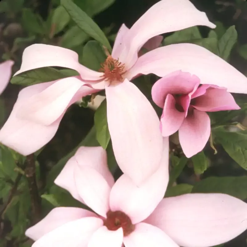 ‘Ann’ Magnolia