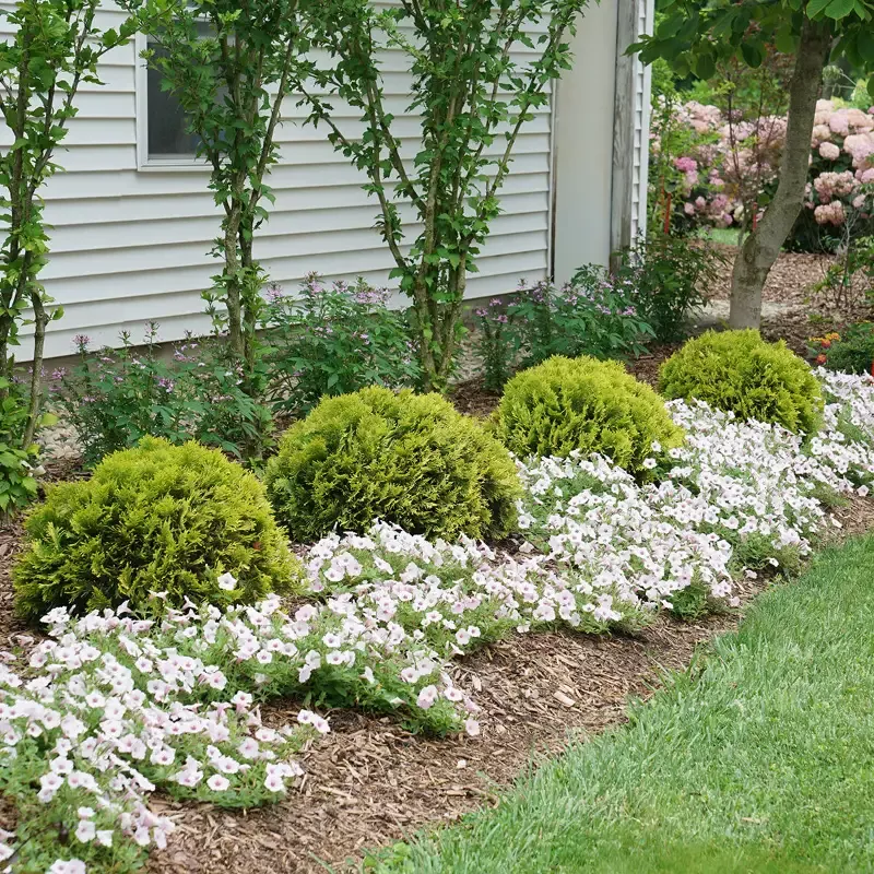 Anna’s Magic Ball™ Arborvitae (Thuja)
