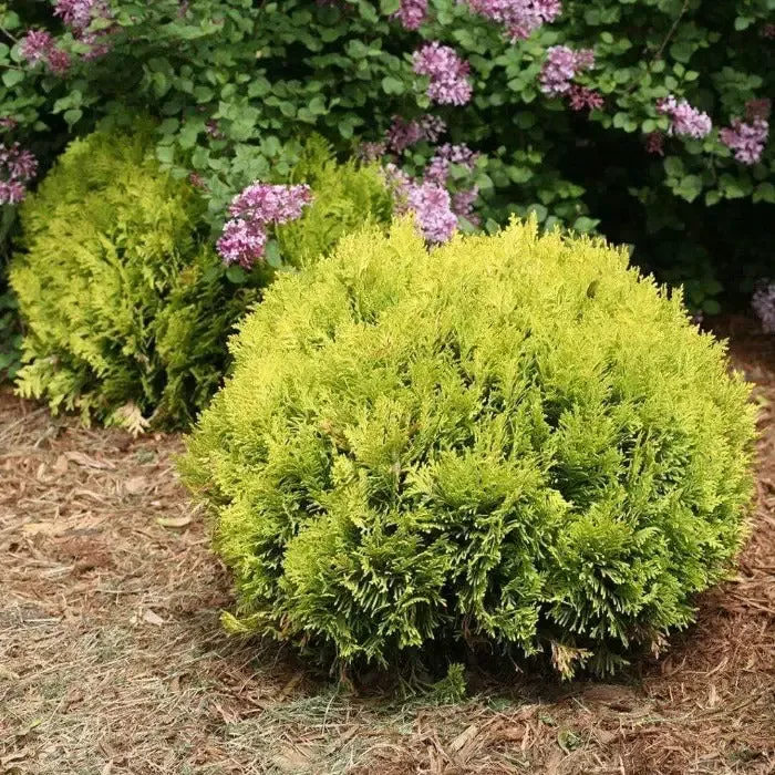 Anna’s Magic Ball™ Arborvitae