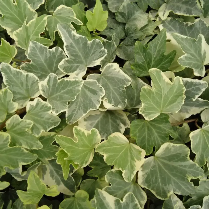Anne Marie White Variegated Ivy 10 count flat of 4″ pots