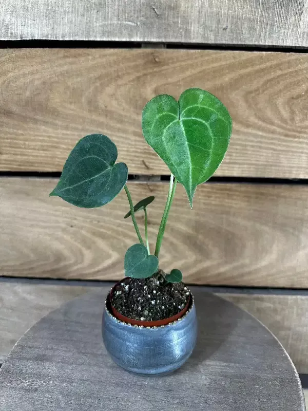 Anthurium Clarinervium – 2″ Plant