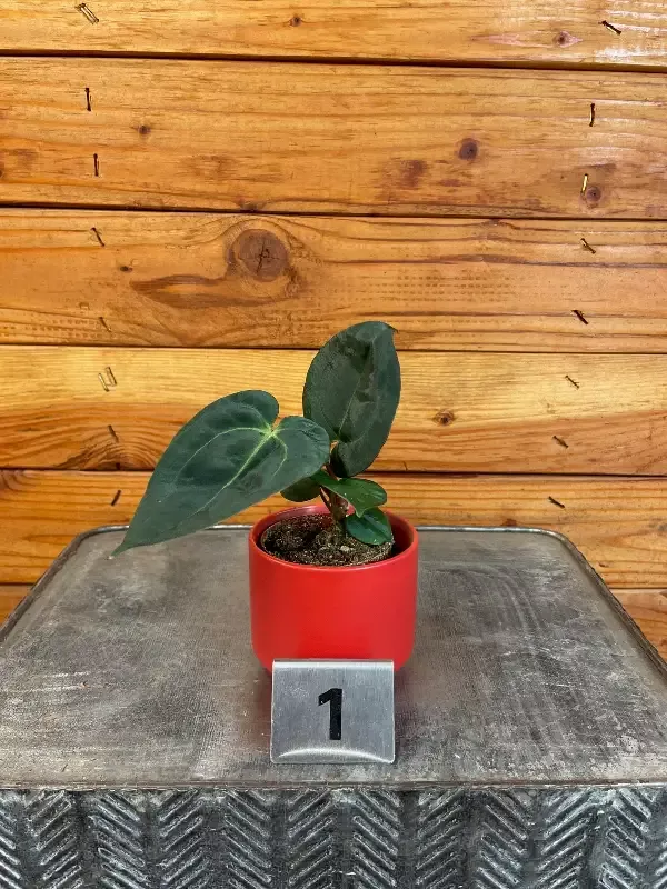 Anthurium Libertii X Michelle – Pick Your Plant, 2″ Plant