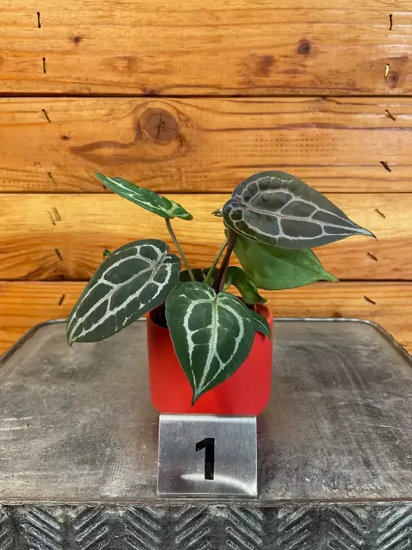Anthurium Michelle – Pick Your Plant, 2″ Plant