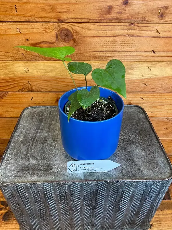 Anthurium Podophyllum, 4″ Plant