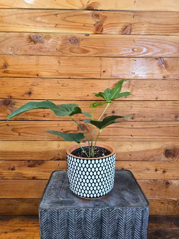 Anthurium Podophyllum, 6″ Plant