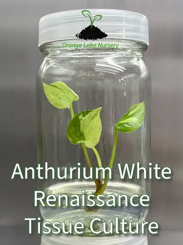 Anthurium Renaissance White Variegated Tissue Culture