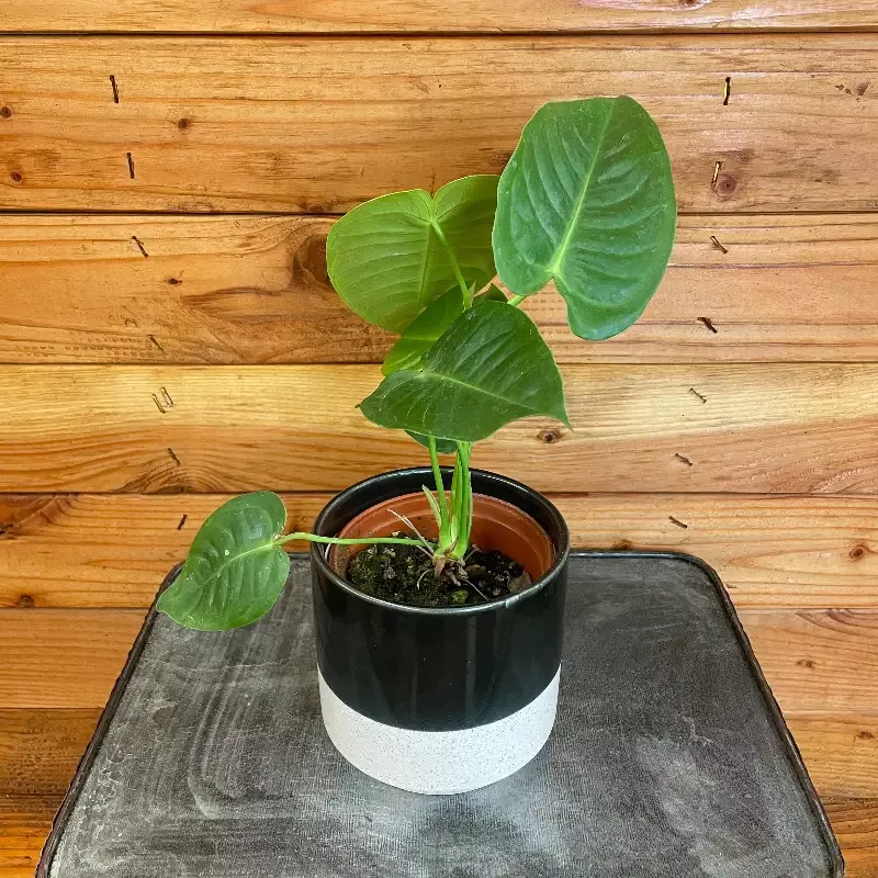 Anthurium Veitchii King, 4″ Plant