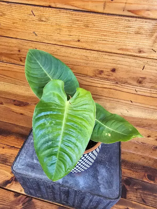Anthurium Veitchii King, 6″ Plant