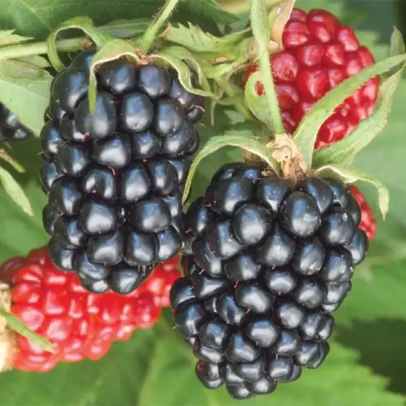 Apache Blackberry