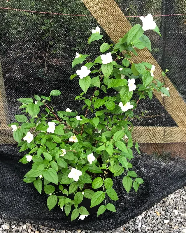 Appalachian Mock Orange, Philadelphus inodorus