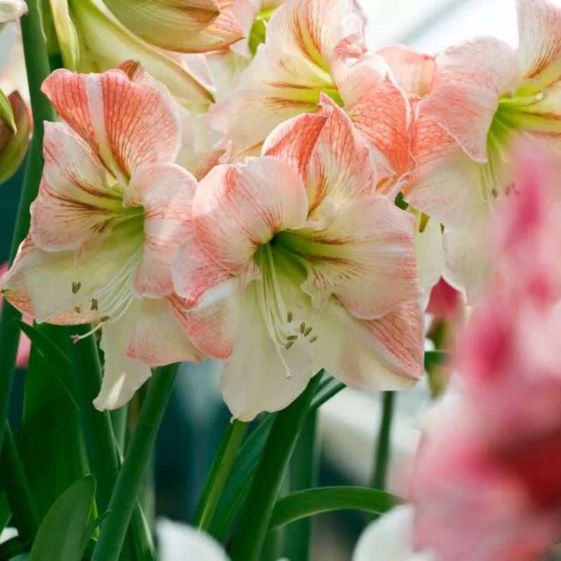 ‘Apple Blossom’ Amaryllis Bulb
